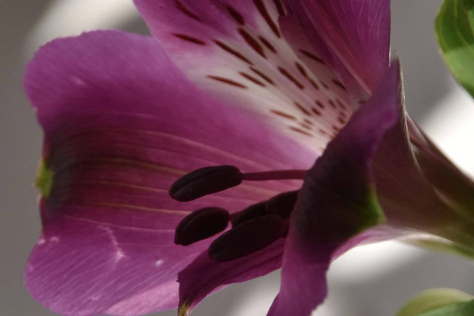 Alstroemeria - Planten - 