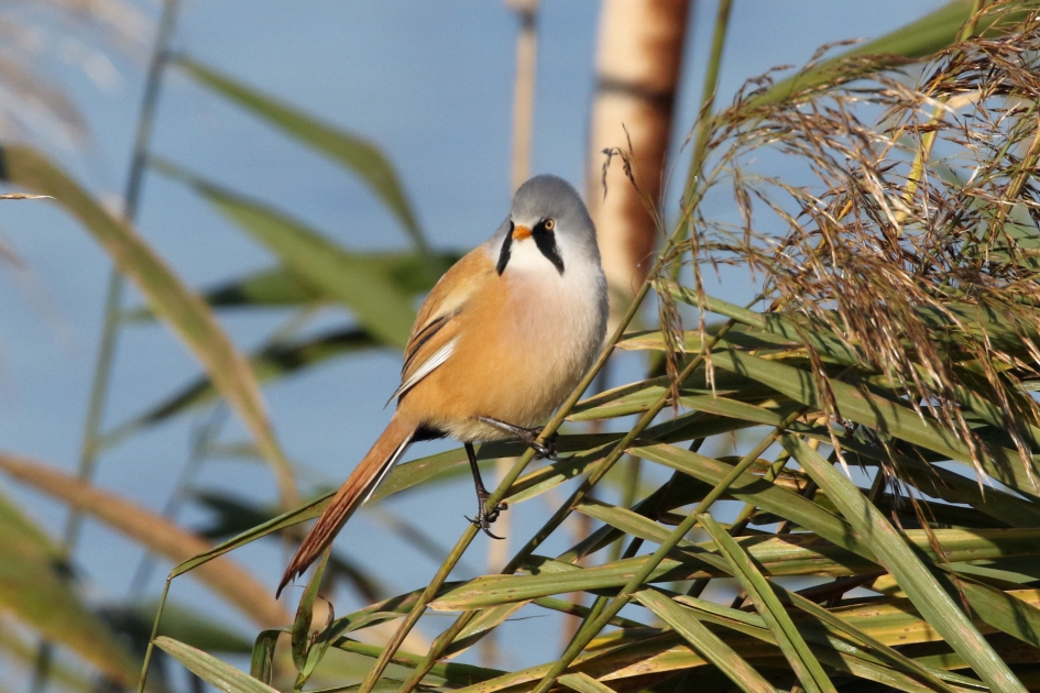 Baardmannetje (2) - Vogels - 