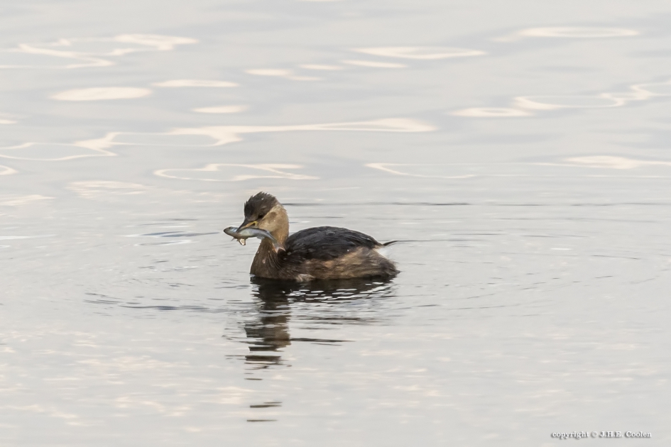 Beet - Vogels - Dodaars