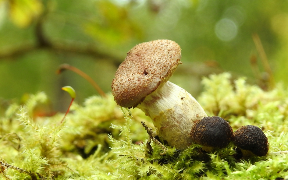 Beetje scheef - Schimmels - Honingzwam
