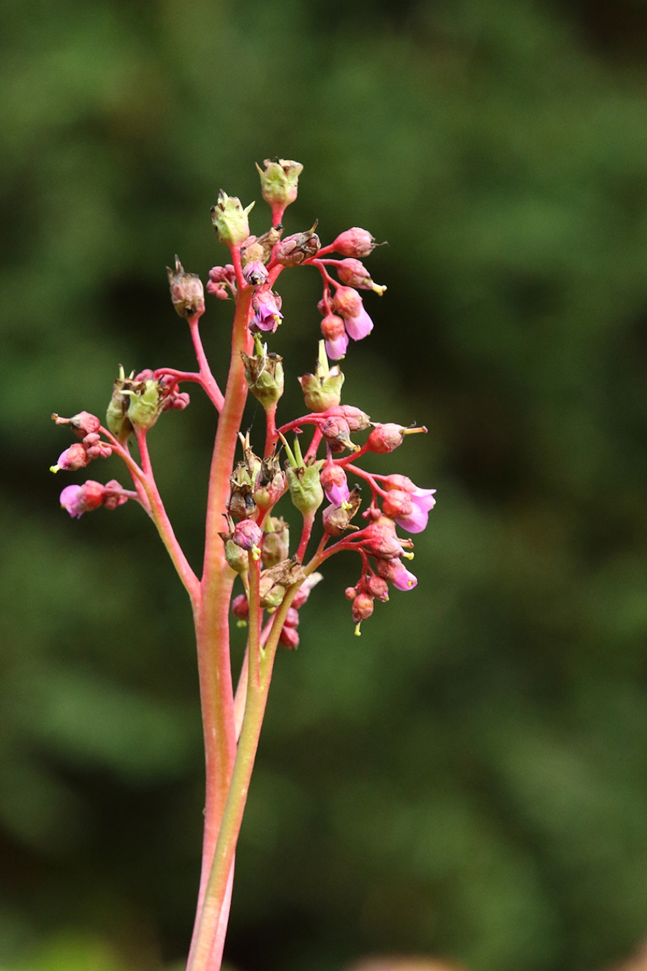 bergenia - Planten - 