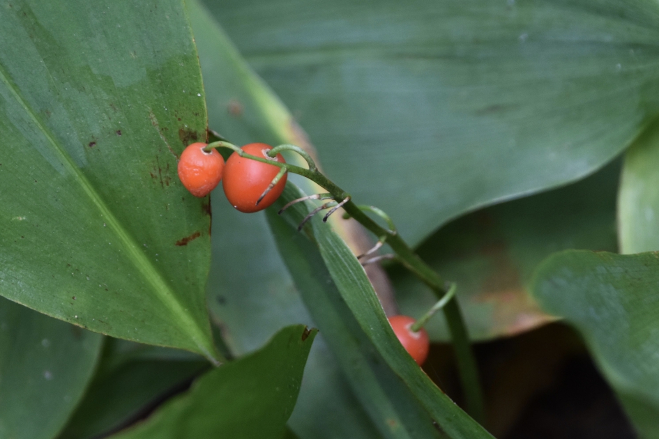Besjes van de lelietjes van dalen - Planten - 