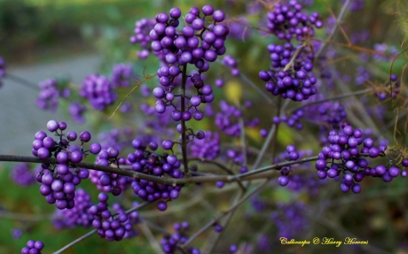 Bessen - Callicarpa heester