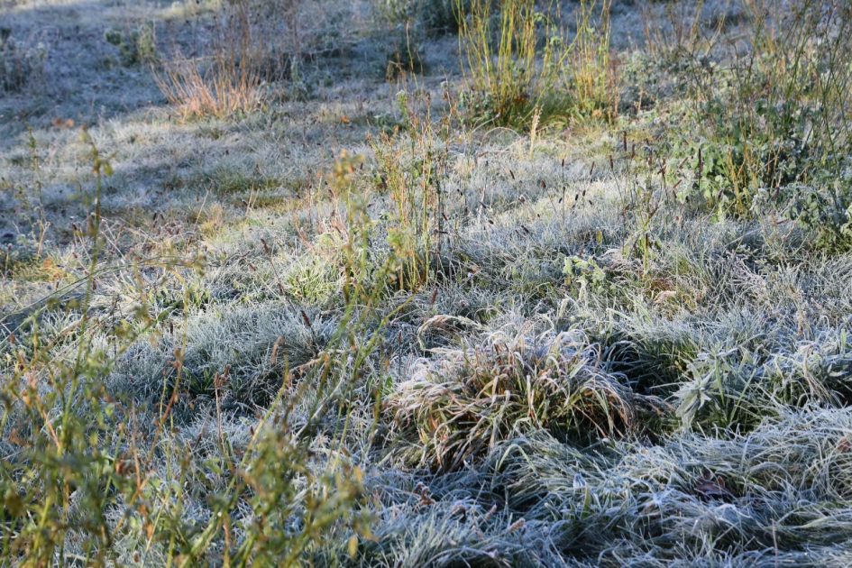 Bevroren veld - Planten - 