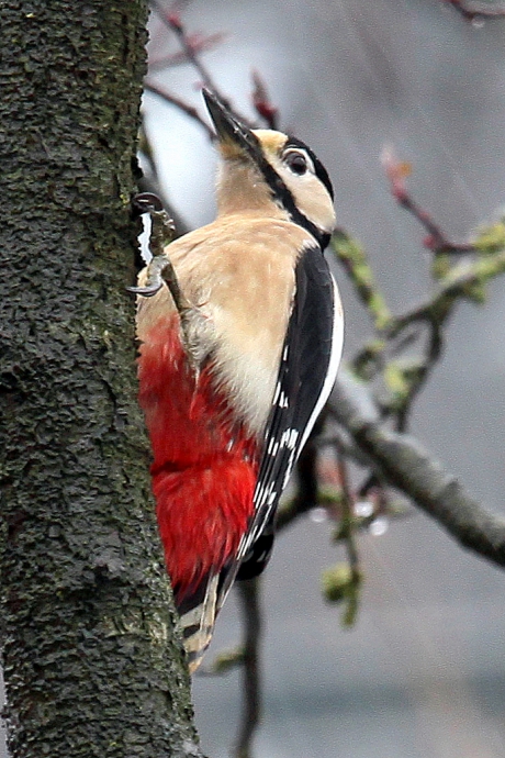 Bezoek in de voortuin