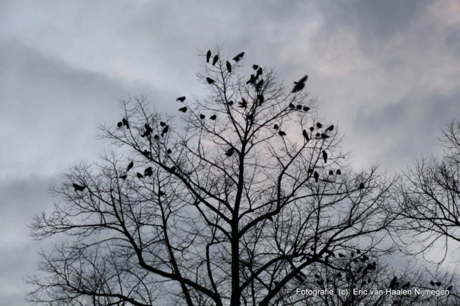 bij elkaar voor de vliegroute begint - Vogels - niet bekend
