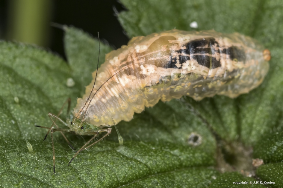 Bladluis 4 - Geleedpotigen - Bladluis