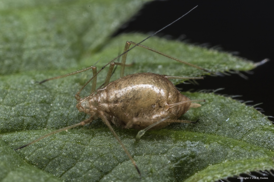 Bladluis 5 - Geleedpotigen - Bladluis