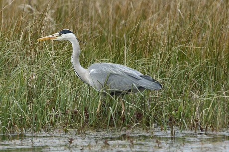 blauwe reiger