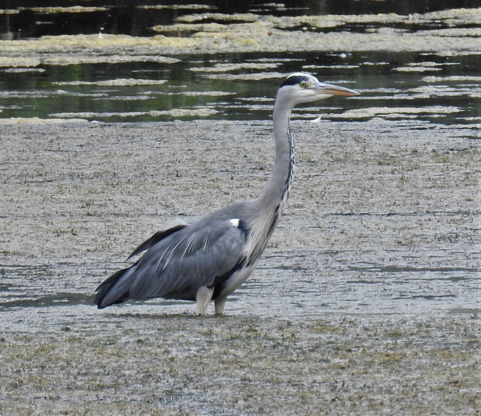 Blauwe reiger wacht op prooi - Vogels - Blauwe reiger