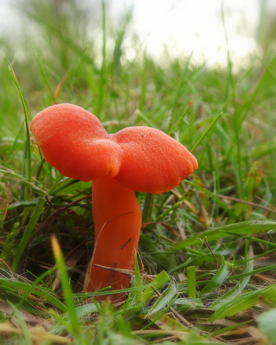 Bloedrood - Schimmels - Scharlaken wasplaat