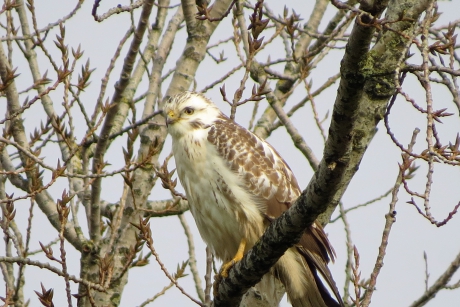 Blonde buizerd