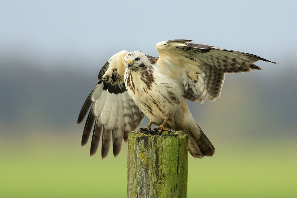 Blondie - Vogels - Buizerd
