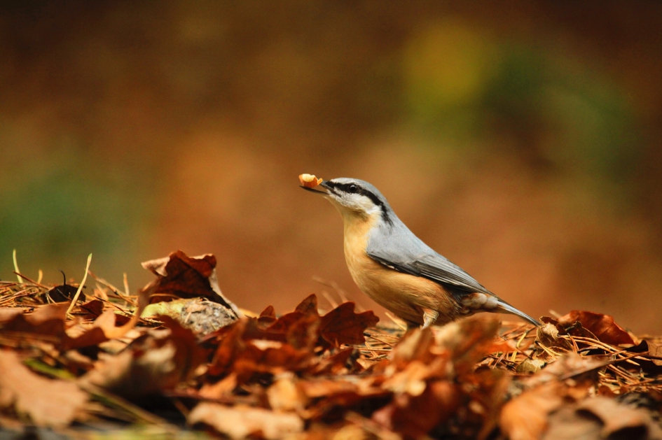 Boomklever - Vogels - 