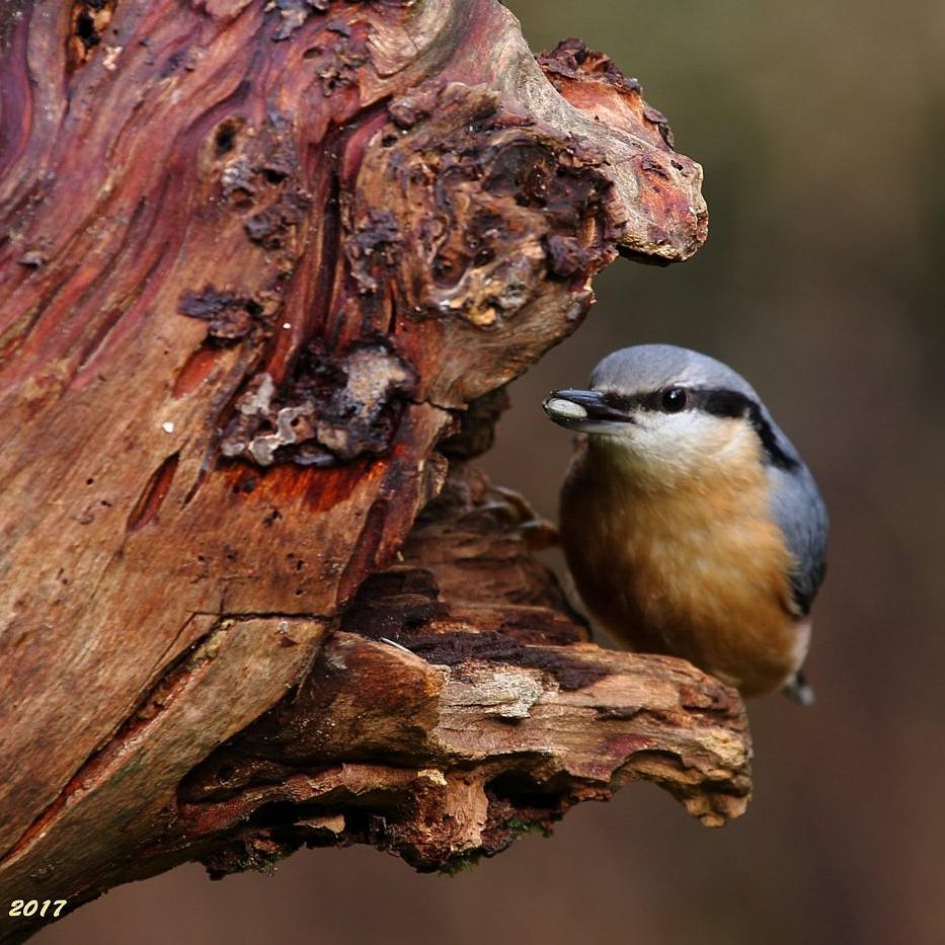 Boomklever - Vogels - 