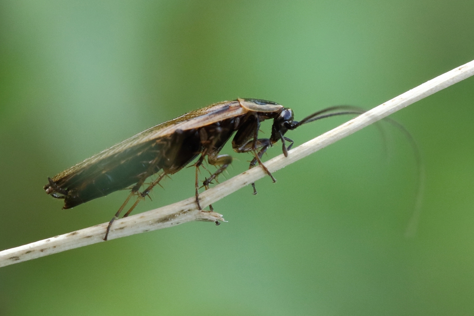 boskakkerlak - Geleedpotigen - 
