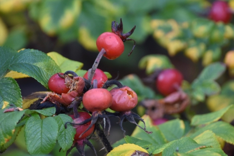 Bottels in de herfst