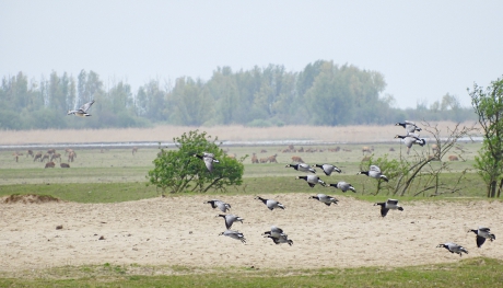 Brandganzen in de Oostvaarsersplassen