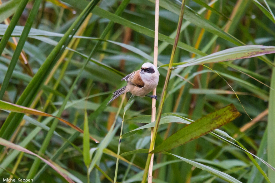 Buidelmees - Vogels - Buidelmees