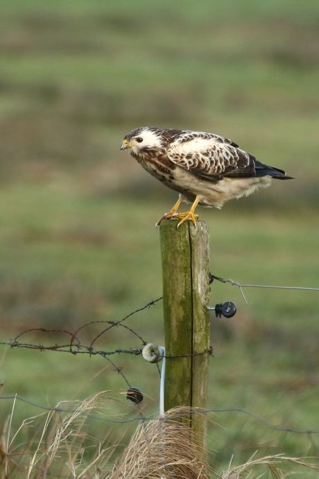buizerd