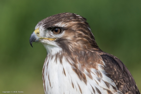 Buizerd