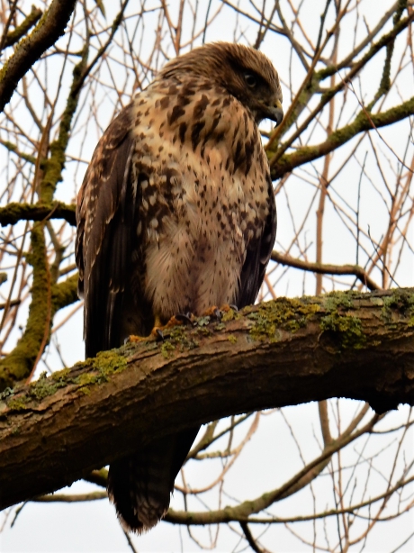 buizerd