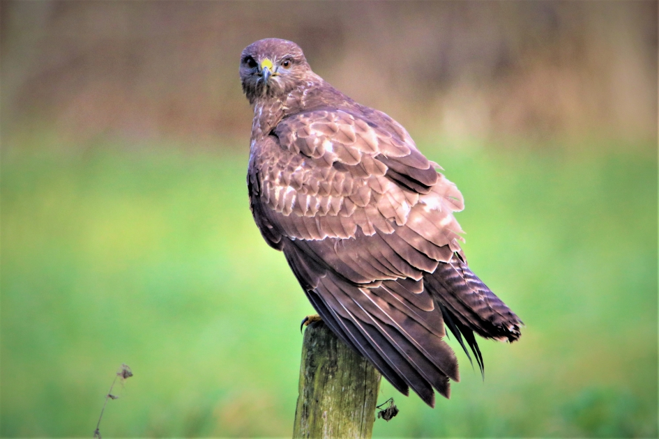 Buizerd - Vogels - Buizerd
