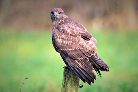Buizerd