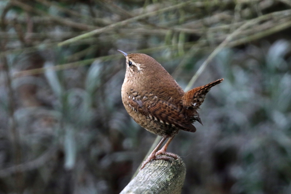 Ca 10 gram , vaak met opwippende staart - Vogels - 