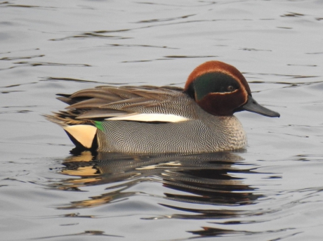 Close up van een wintertaling