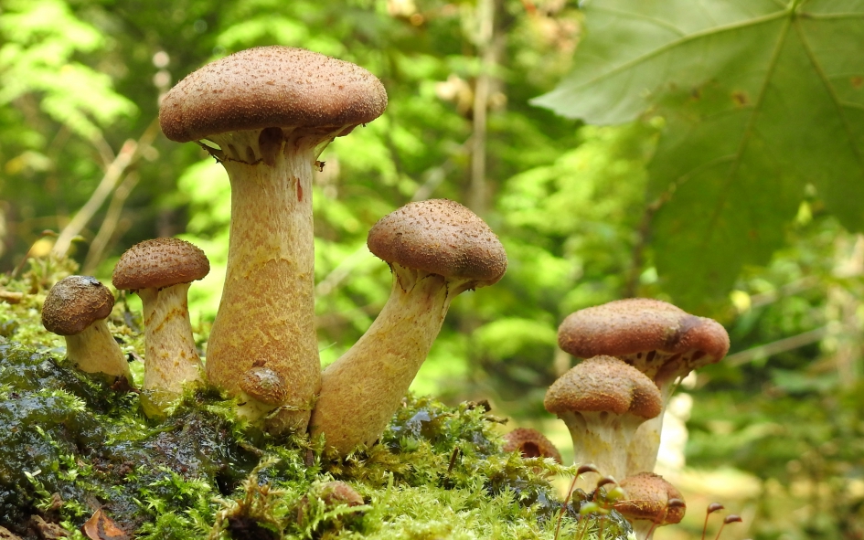 Clubje - Schimmels - Honingzwam