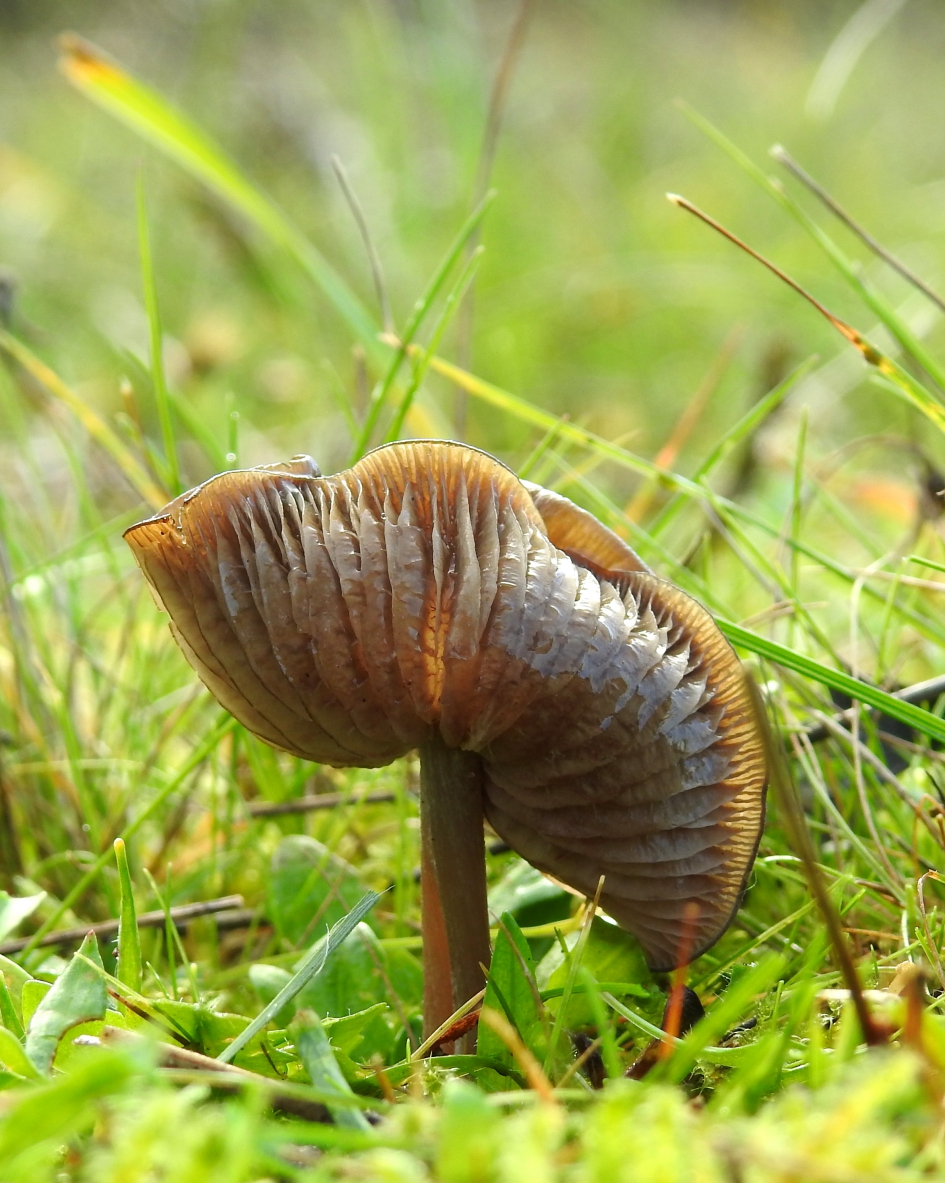 Cowboyhoed - Schimmels - 