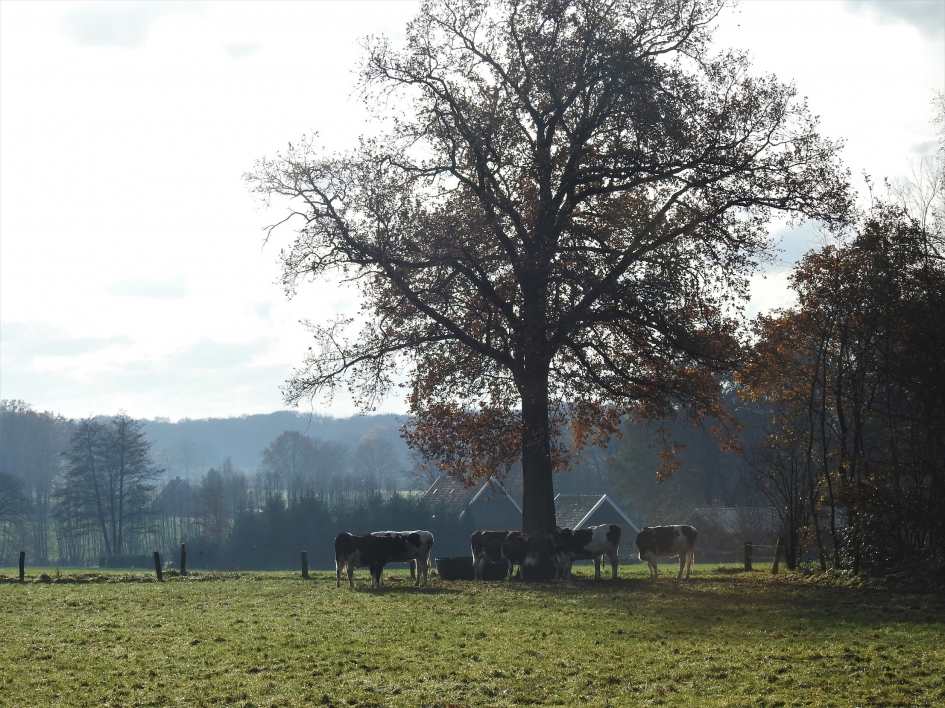Dal van de Mosbeek - Weer en landschap - 