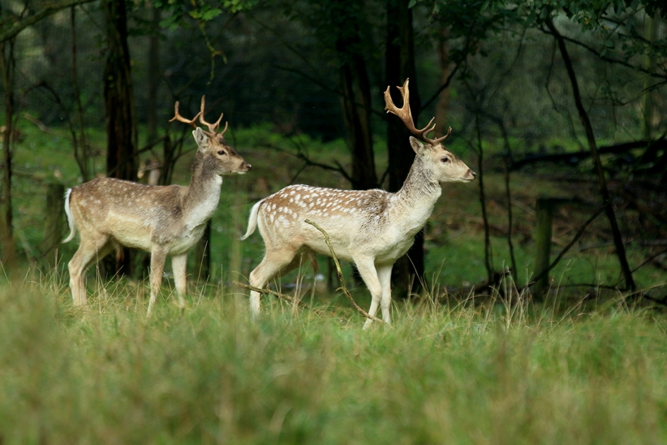 damhert -M- - Zoogdieren - 