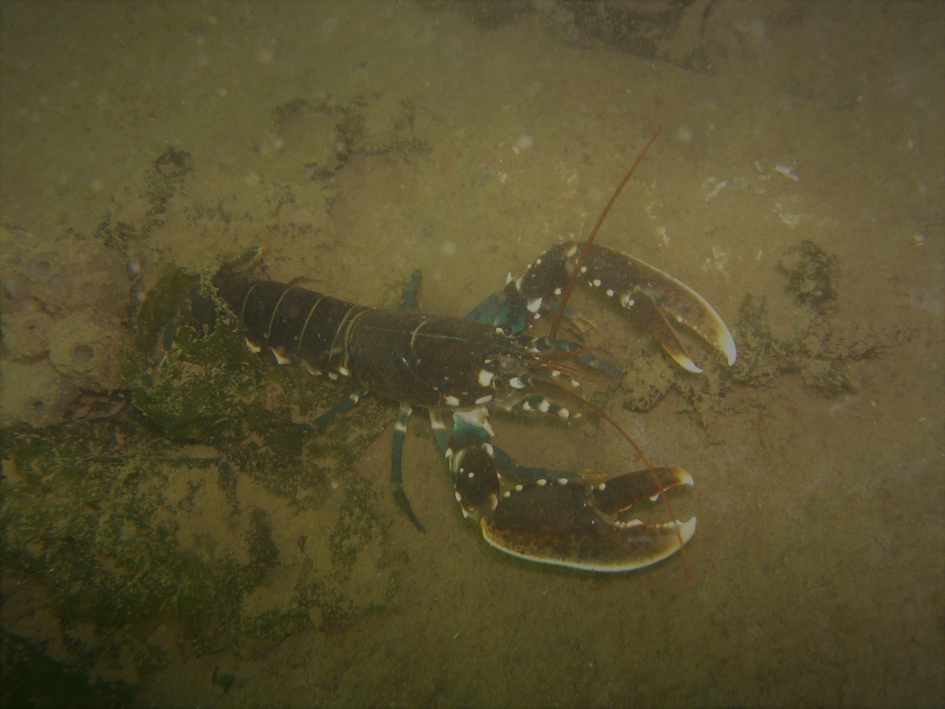 De Europese Zeekreeft is de grootste kreeft in heel Europa - Geleedpotigen - Europese Zeekreeft