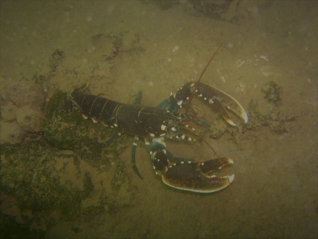 De Europese Zeekreeft is de grootste kreeft in heel Europa