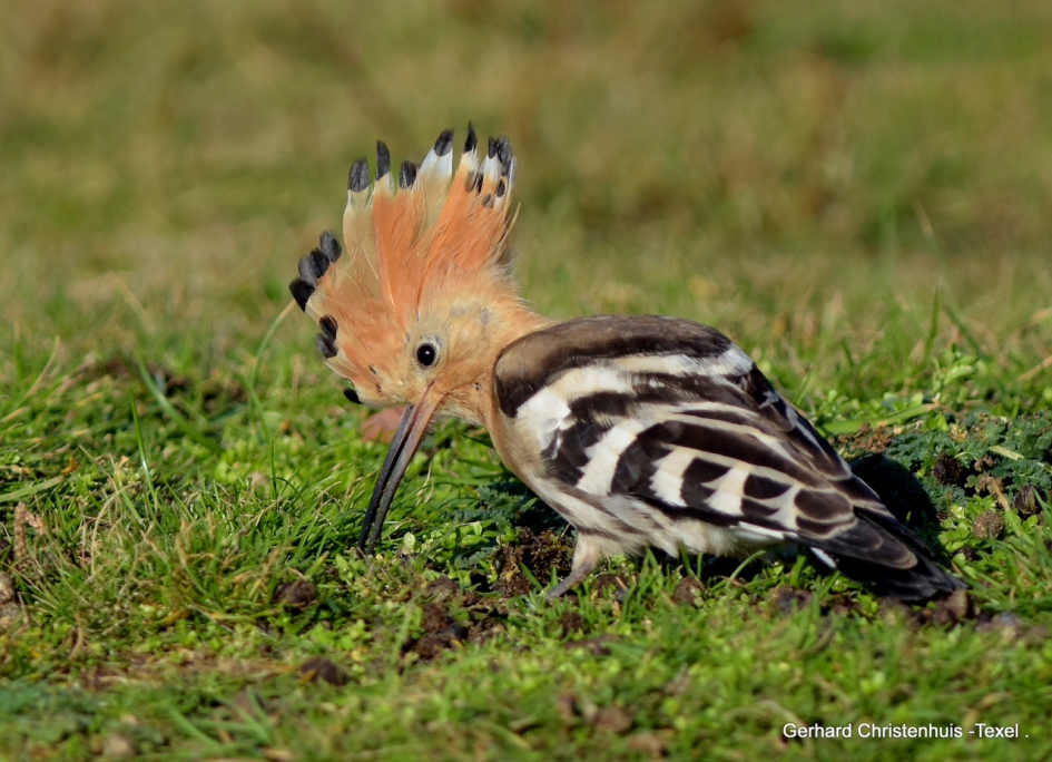 De Hop - Vogels - De Hop