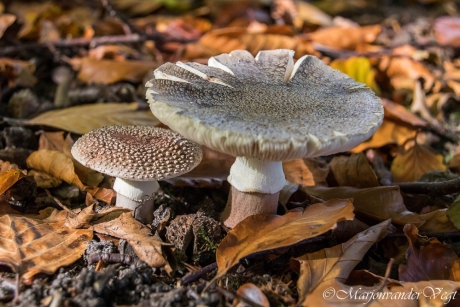 de kleine en de grote