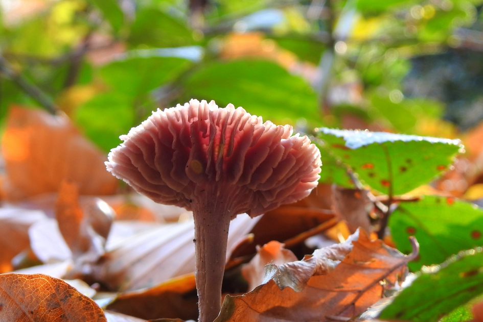 De kleuren in het bos - Schimmels - Rode kool zwam/ Amethistzwam