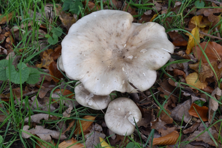 De laatste paddenstoelen - Schimmels - 