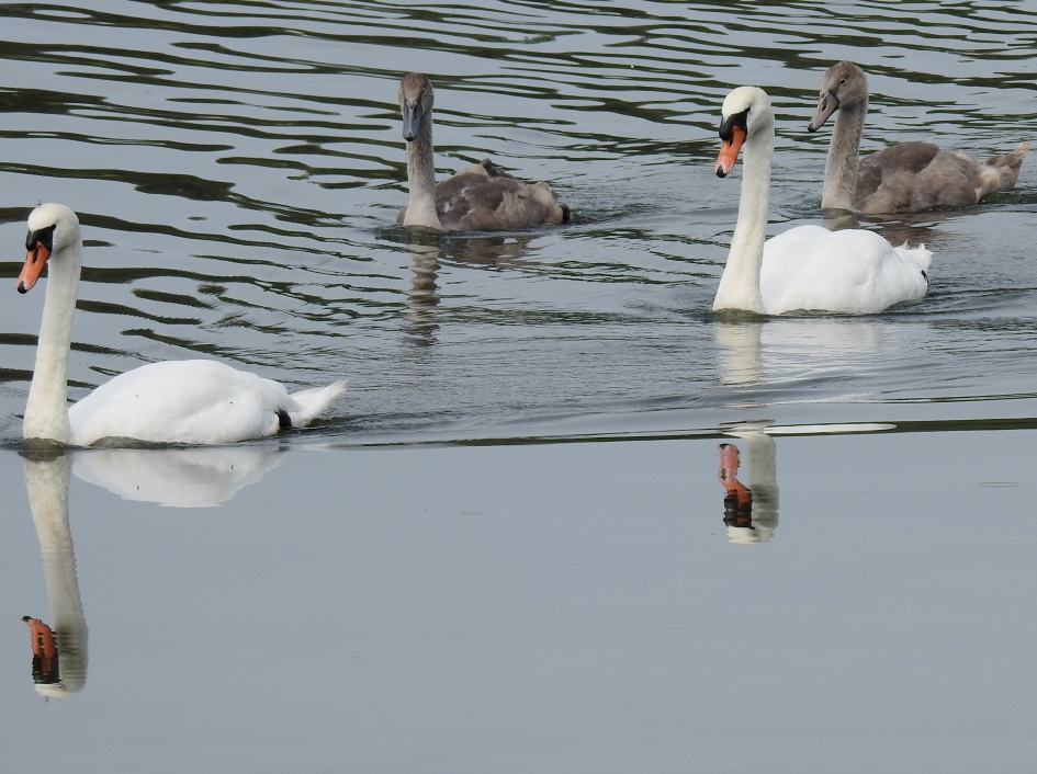 Deels ondersteboven - Vogels - Knobbelzwaan