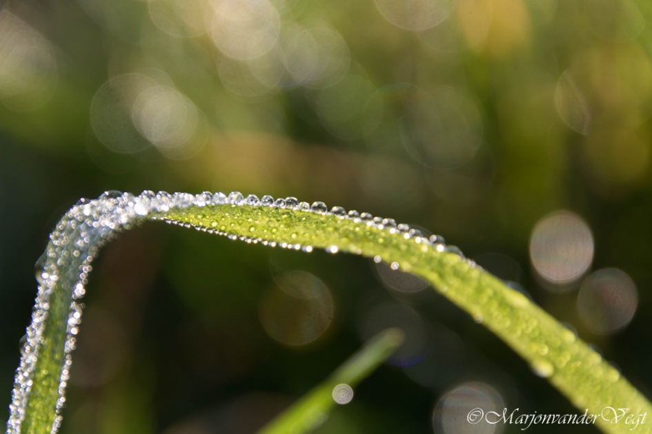 Diamanten - Planten - gras