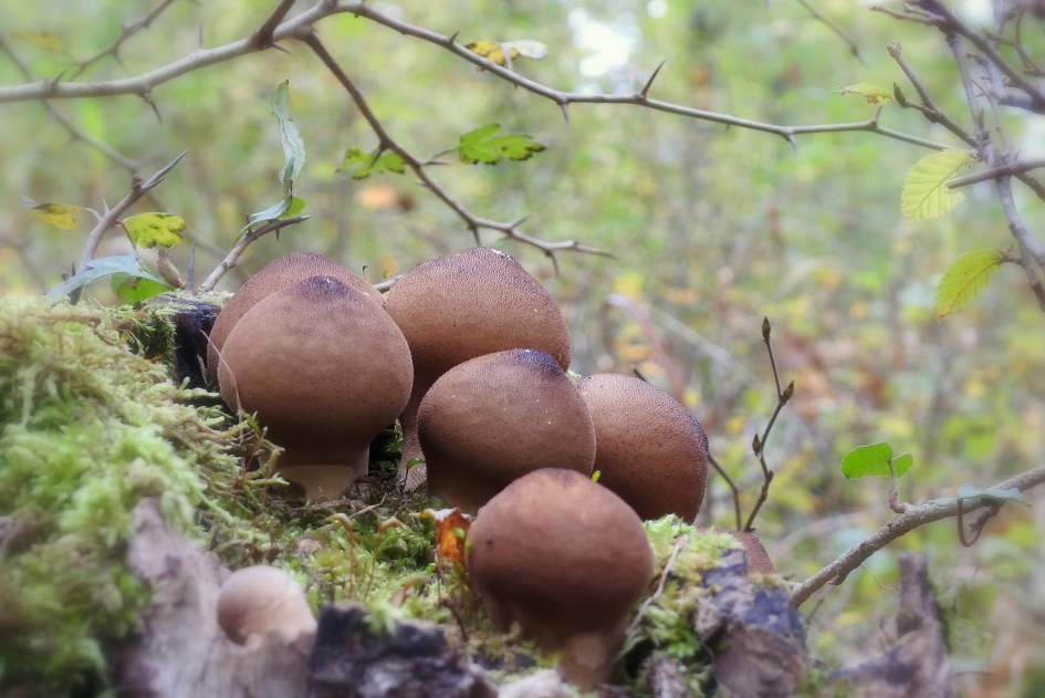 Donkere peertjes - Schimmels - Peervormige stuifzwam