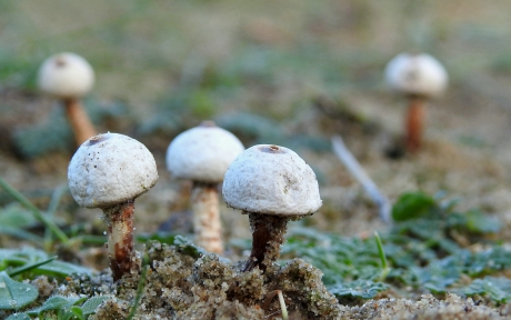 Donkerstelige stuifballetjes