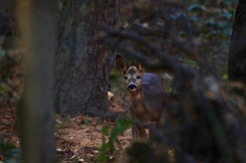 Door Ree bespied ! - Zoogdieren - Ree