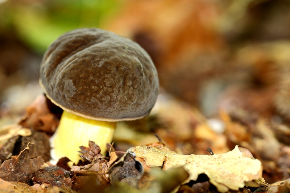 eekhoorntjesbrood - Schimmels - 