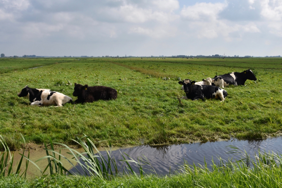 Eemland polder - Zoogdieren - 