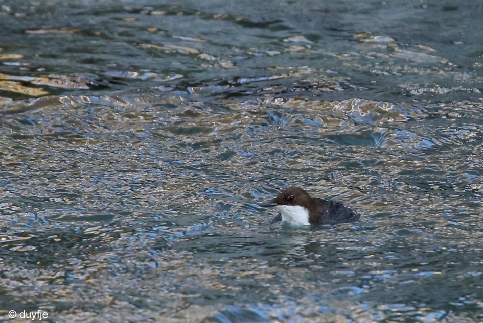 een frisse duik - Vogels - Waterspreeuw