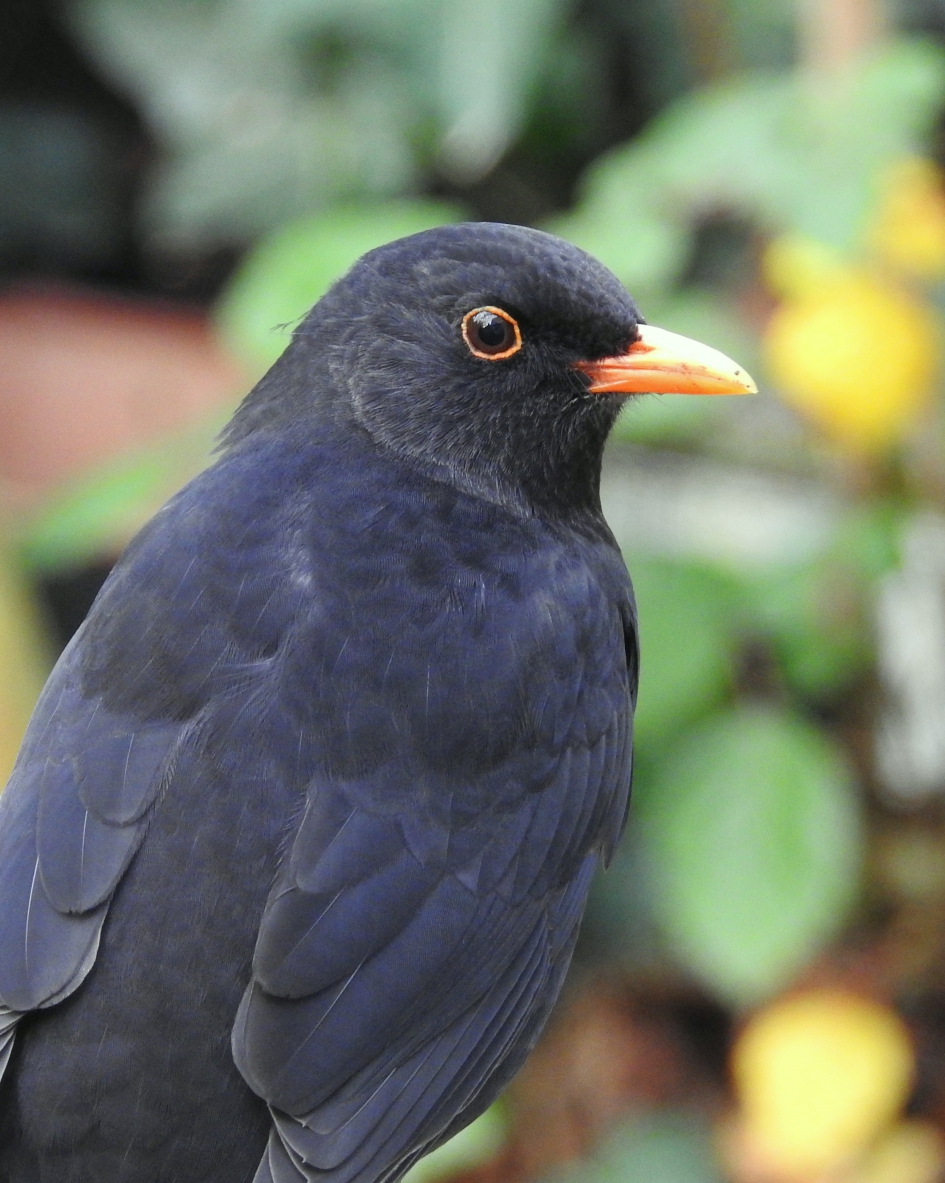 Een tuin vol - Vogels - Merel