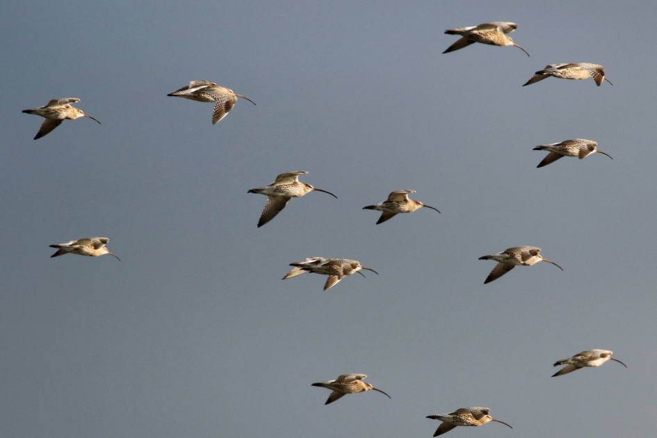 Een vlucht wulpen (1) - Vogels - 